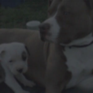 Meet your Posher, Billy